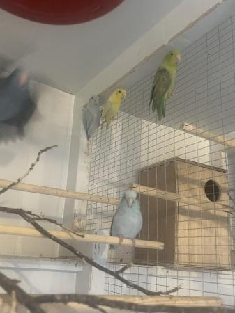 Image 2 of Breeding pair of parrotlets, also a male available.