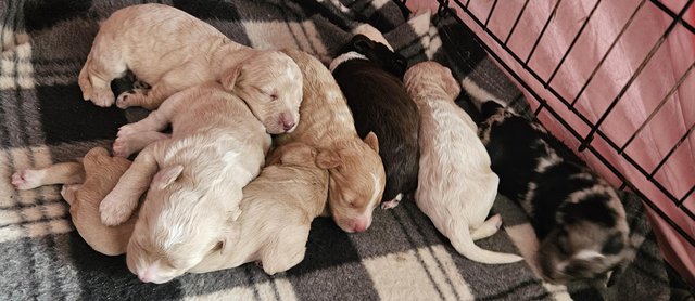 Image 3 of F1b Cockerpoo puppies for sale