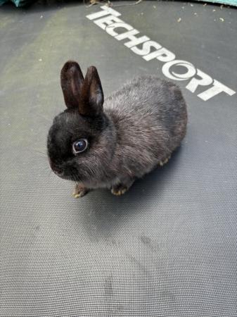 Image 6 of Male and Female Netherland Dwarf rabbits for sale