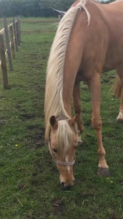 Image 1 of Palomino mare for loan