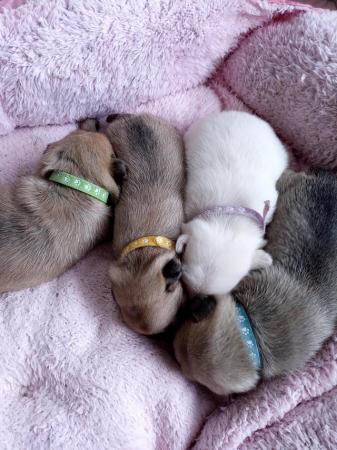 Image 6 of Beautiful pug Puppies ...10 day old pugs 4 available
