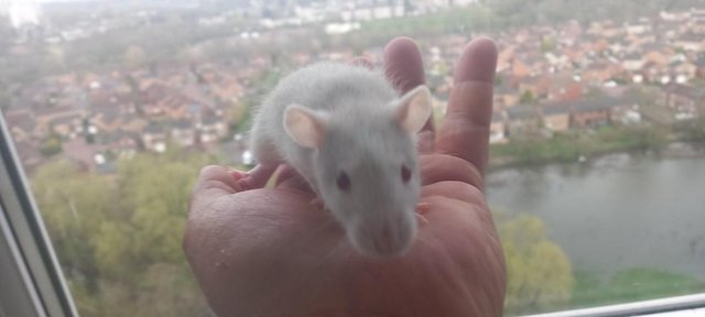 Image 8 of Male young rats ready for rehome in Glasgow (HUSKY)