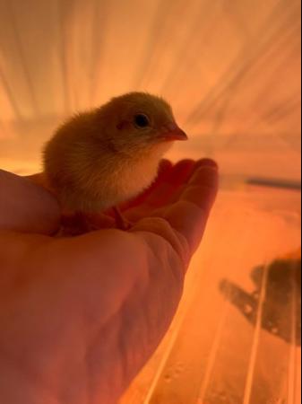 Image 5 of 12/6 Day Old - Hens Japanese Quail Lots of Colours Inc Black