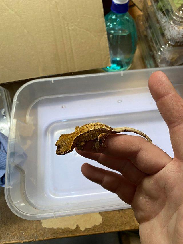 Preview of the first image of Extreme harlequin crested gecko £70.