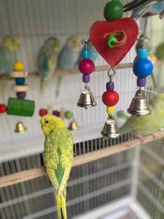 Image 6 of 3 month old baby budgies, all colours £25