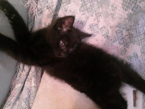 Image 5 of Black with faint tabby markings male kitten