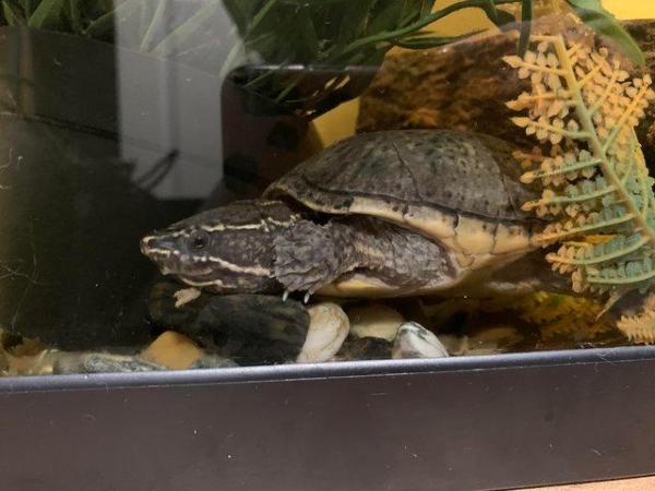 Image 5 of Two musk turtles one male and one female and setup