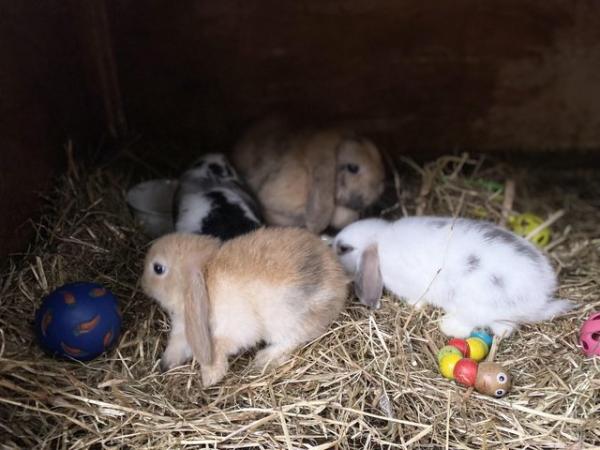 Image 10 of Friendly Pure Bred Baby Mini Lop Rabbits
