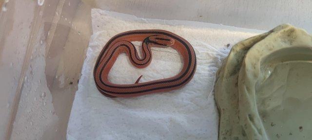 Image 2 of Thai bamboo ratsnake hatchlings x3 for sale