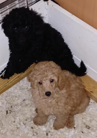 Image 8 of Miniature poodles ready to go microchip and vet checked
