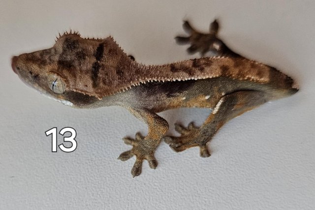Image 1 of Juvenille Crested geckos