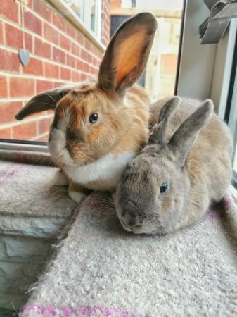Image 9 of Bonded pair of rabbits looking for a 5 star home.