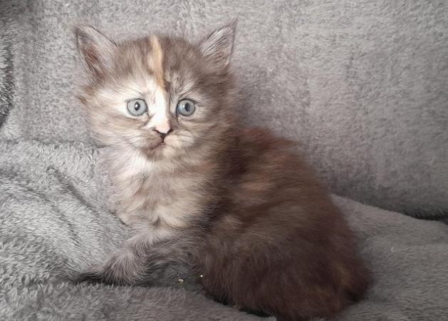 Image 4 of Maine coon x Persian kittens