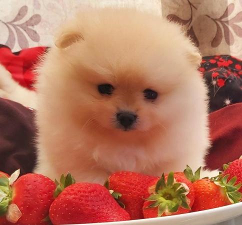 Image 2 of Fluffy KC registered Pomeranian Puppies