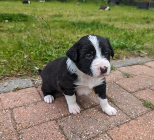 Image 16 of 5 beautiful border collie puppies (4 males and 1 female)