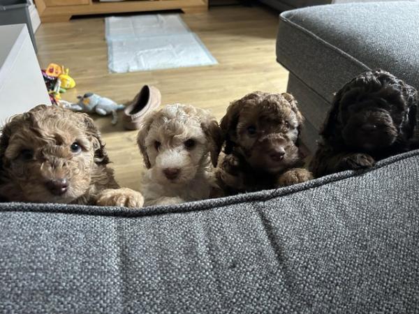 Image 4 of Cockapoo puppies looking for their forever home