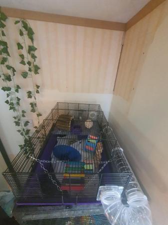 Image 1 of 2 fancy show mice with cage and accessories