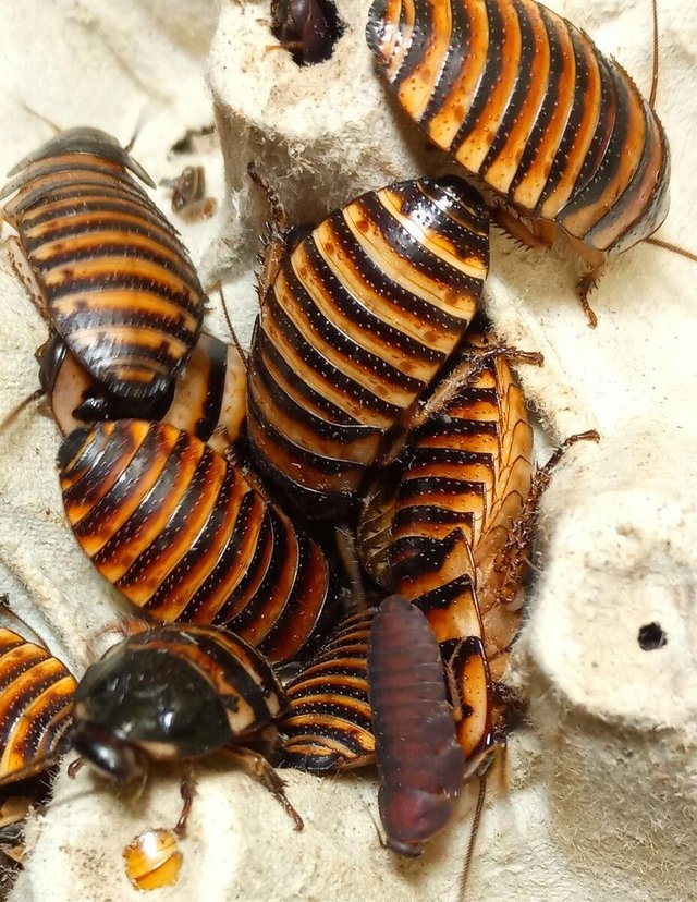 Preview of the first image of Cockroach colonies with tubs.