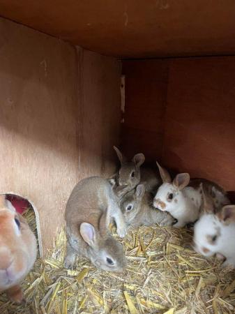 Image 5 of Standard and Part Bred Rex Bunnies Available