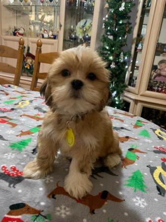 Image 7 of Lhasa Apso puppies For Sale Looking For Loving Homes