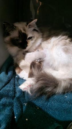 Image 2 of **READY NOW* *FEMALE Ragdoll Kittens