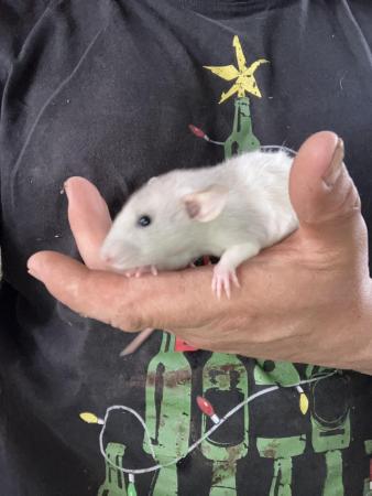 Image 3 of 8 week old well handled fancy rats,