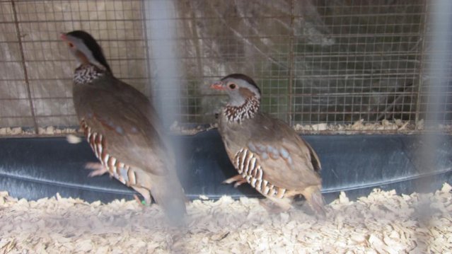 Preview of the first image of Barbury Partridges For Sale.