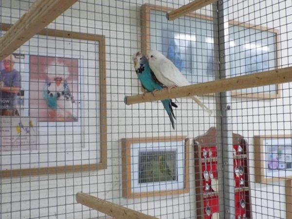 Image 4 of Budgerigars For Sale from Champion Exhibitor