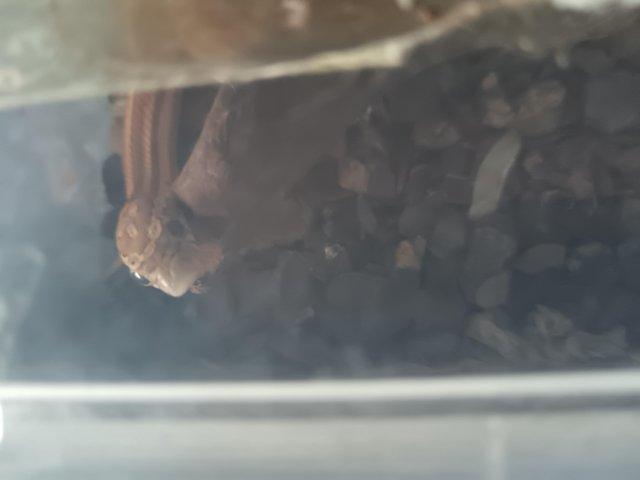 Preview of the first image of Young female tessera met scaleless corn snake.