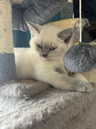 Image 3 of British shorthair colourpoint lilac kittens