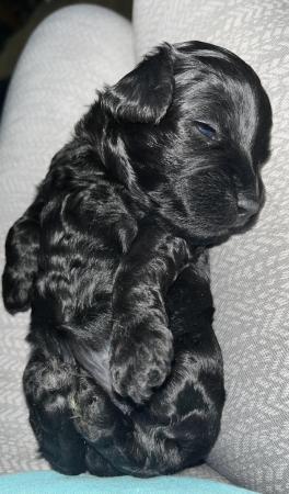 Image 6 of Stunning tiny cavapoo f1b puppies