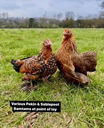 Image 1 of Bantam hens in a great range of breeds and colours