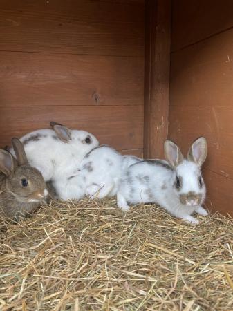 Image 13 of Beautiful mixed litter of baby bunnies