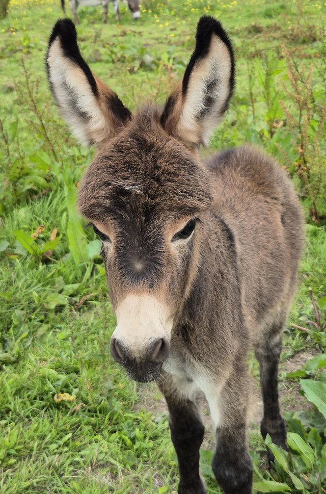 Preview of the first image of Mediterranean Miniature Donkey Jenny for sale.
