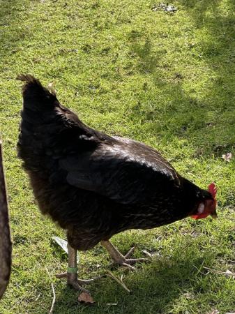 Image 2 of POL Black Rock Hybrid Hens