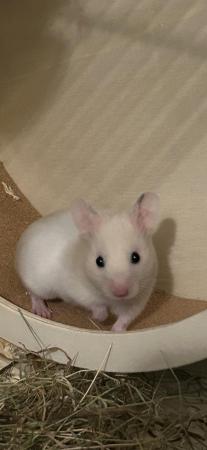 Image 1 of Gorgeous male hamster with cage