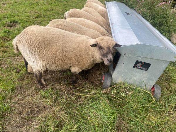 Image 3 of Shropshire sheep breeding tups