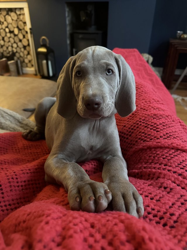 Preview of the first image of Weimaraner puppies - 2 left.