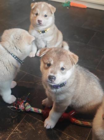 Image 19 of Akita/husky mix puppies