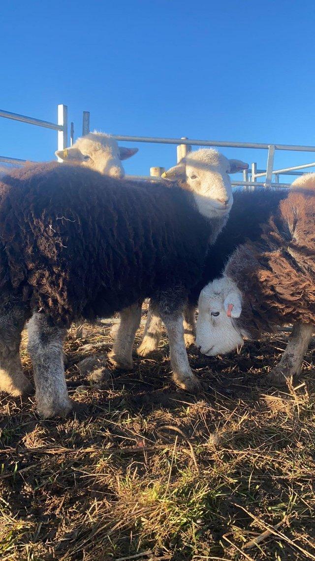 Preview of the first image of 4 purebred herdwick ewe lambs.