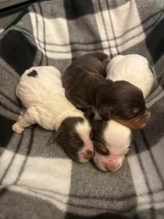 Image 5 of Cocker Spaniel Puppies for sale