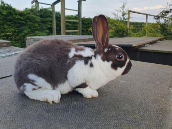 Image 10 of Mini rex rabbits available for loving homes