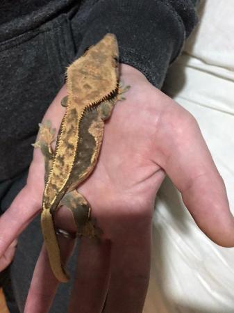 Image 2 of Four years old lavender crested gecko
