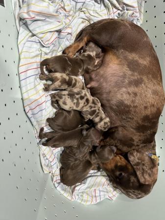 Image 2 of Beautiful kc reg show quality miniature dachshund puppies