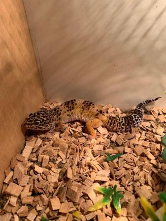 Image 3 of Re Home. Well handled, Leopard Gekko for sale. Full set up.