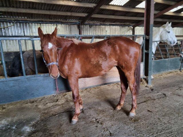 Preview of the first image of For Sale Fabulous Chestnut ID Filly.