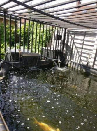 Image 1 of koi carps and sturgeon Rehoming services, 100% hobby.