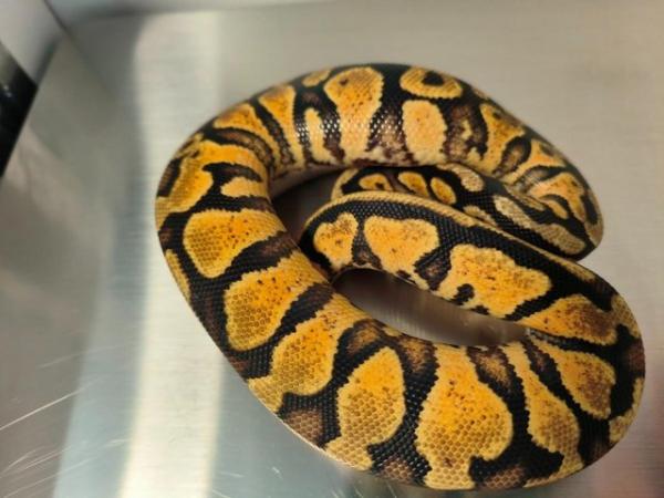 Image 1 of Pastel yellowbelly poss more female ball python 2023