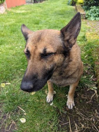 Image 4 of Experienced home wanted for small Belgian-type Shepherd