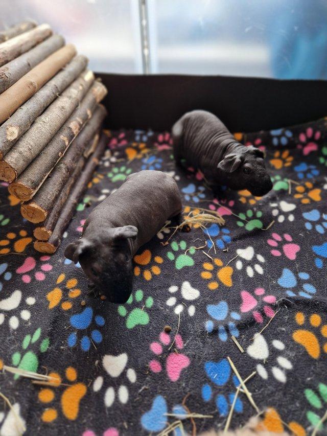 Preview of the first image of Pair of bonded boar skinny guinea pigs.